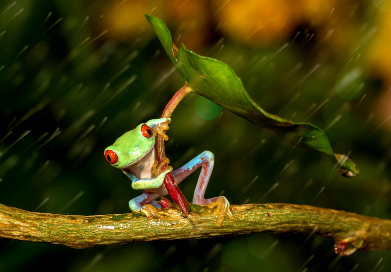 orange eyes, close-up, sheet, beauty, plant stem, rain, friendsheep, animals in the wild, colorful, leaf, amphibian, colourfull, animal, no people, branch