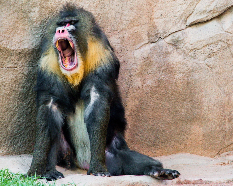 singing, animals, colourfull, 1080P, monkey, babboon