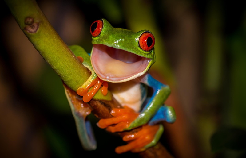 nature, animals In The Wild, beauty, wildlife, amphibian, no people, colourfull, animal themes, animal Eye, forest, tropical Rainforest, 1080P, living Organism