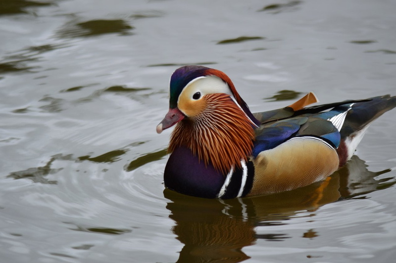 duck, animals, Colourfull, wildlife, water, 720P