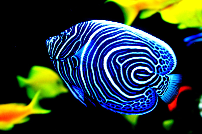 animal wildlife, black background, aquatic, animals in the wild, surgeonfish, animal markings, multi colored, close-up, mozambique, angelfish, rock beauty
