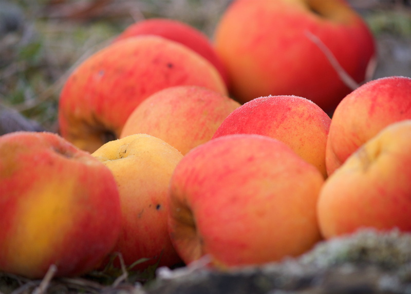 wellbeing, colorfull, nature, belgium, large group of objects, freshness, no people, yellow, juicy, group of objects, healthy eating, fruit, food and drink