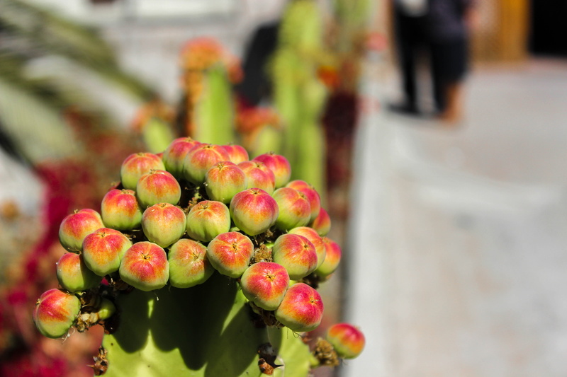 Colourfull, Colorful, 5K, flowers, flourish, Cactus