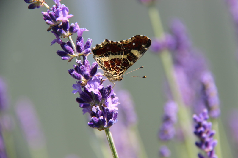 invertebrate, plant, insect, butterfly - insect, pollination, outdoors, butterfly, close-up, 2K, vulnerability, animal wing, flower, one animal, moth