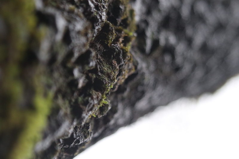 5K, bark, bush, outdoors, algae, plant, close-up, day, wood - material, focus on foreground, landscape, rock - object, tree, mineral, no people, rough