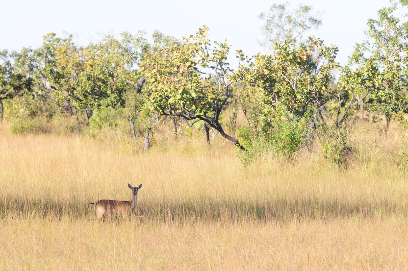 vertebrate, outdoors, safari Animals, animal wildlife, grass, 4K, mammal, field, beauty in nature, non-urban scene, animal themes, one animal, plant, wildlife