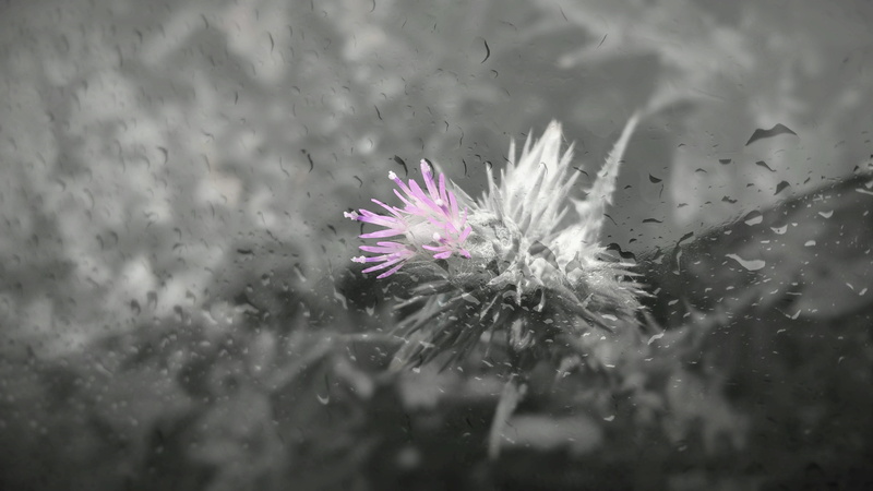 growth, color splash, close-up, rain, vulnerability, selective focus, purple, no people, freshness, nature, flower, fragility, beauty in nature, petal