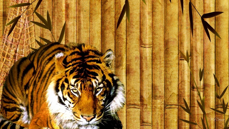 dangerous, bamboo, kitten, 1080P, wild, predator, tiger, photo, eyes, leaves, wood, striped, beautiful