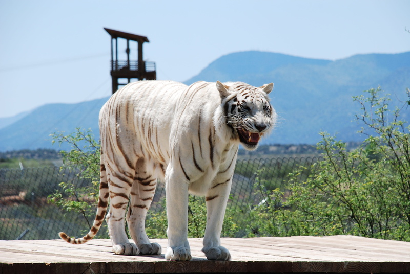 feline, strength, animal wildlife, 4K, one animal, tree, animals And Pets, wild, carnivore, africa, zoo animals, zoo, mountain, albino, cat, wildlife
