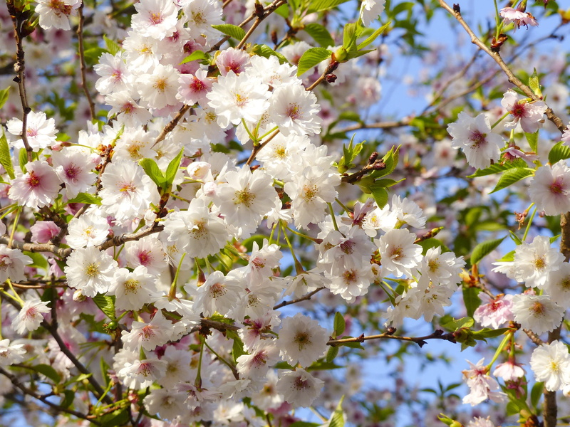 temple, tree, 2K, garden, Kyoto, architecture, Sakura, park, flower, plant, cherry tree, bunch of flowers, travel, close, flowers, photo, outdoors, Japan