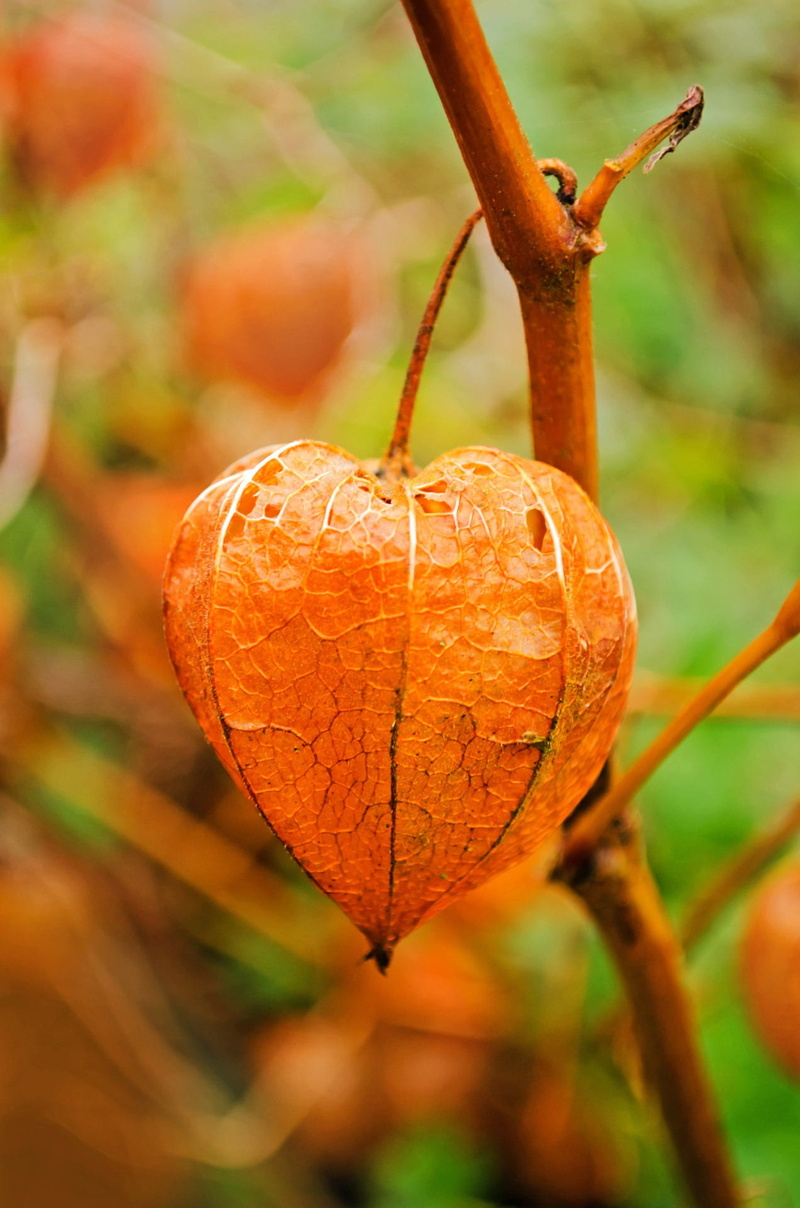 food, nature, perennial, plant, food and drink, selective focus, selective, orange, ripe, vitamins, fruit, eating, winter-cherry, plant part, physalis