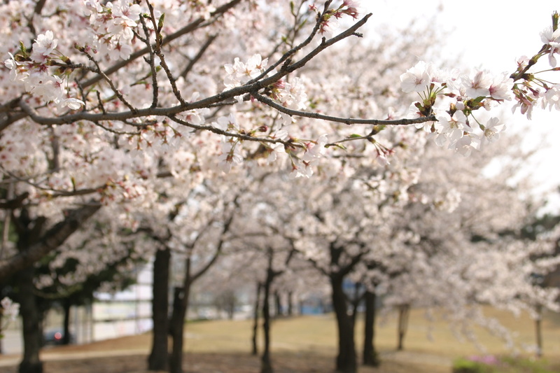 beauty In Nature, freshness, season, growth, flower, Spring, vulnerability, oriental Cherry Tree, focus on foreground, Cherry Blossom, blossom, Wood, no people