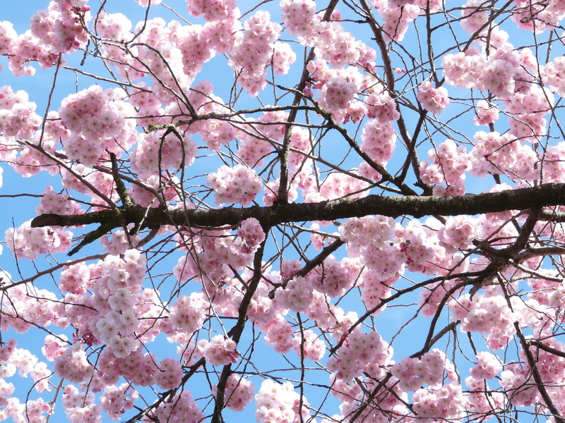 outdoors, day, flower, plum blossom, branch, japanese flowering cherry, bloom, cherry tree, blossom, low angle view, springtime, japanese cherry trees