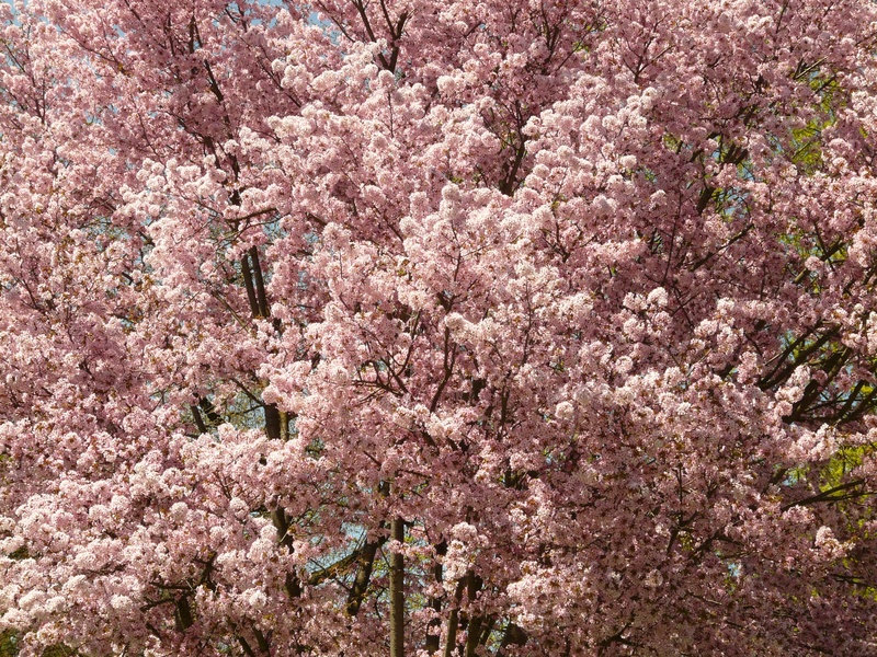 oriental cherry, cherry blossom, smell, growth, fragility, flowering plant, backgrounds, springtime, outdoors, 2K, pink color, blossom, east asian cherry