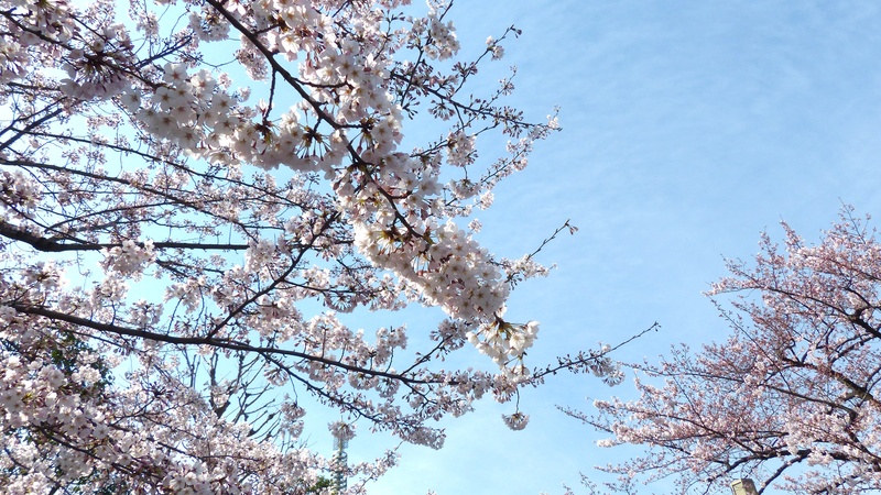 plant, cherry Blossom, flowering plant, blossom, sakura, no people, low angle view, fragility, culture, season, blue, springtime, japan, branch, freshness