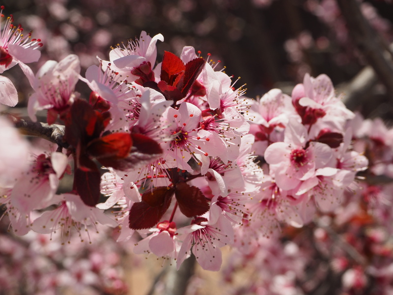 pollen, growth, cherry blossom, fragility, day, bunch of flowers, blossom, 4K, no people, cherry tree, plant, spring, vulnerability, tree, beauty in nature