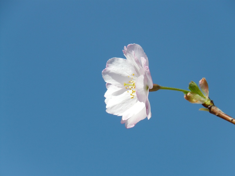 2K, plant, low angle view, alone, clear sky, nature, cherry blossom, inflorescence, blossom, springtime, spring, large, japanese cherry trees, ornamental cherry