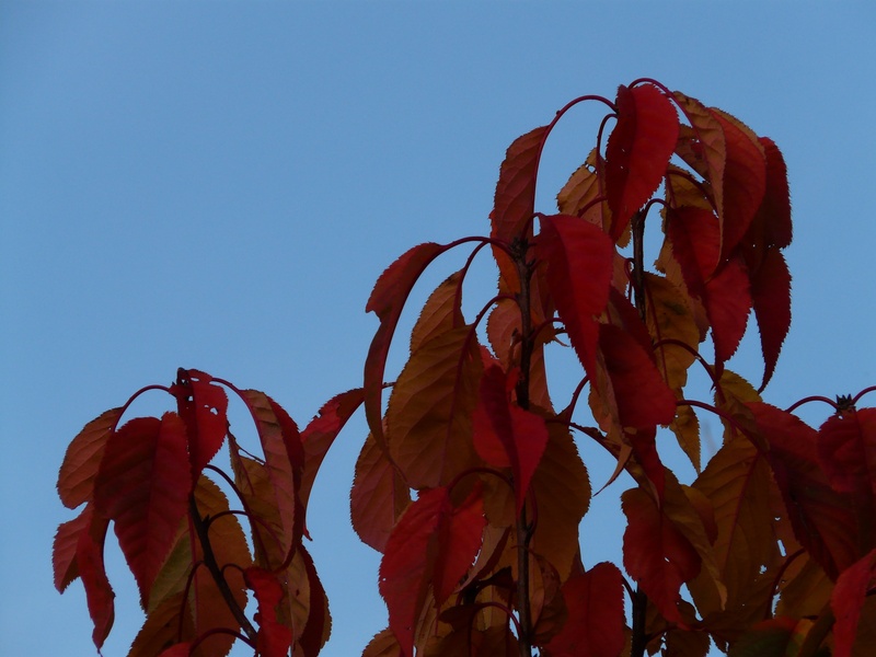 natural condition, sunlight, prunus serrulata, beauty in nature, change, outdoors, east asian cherry, leaf, leaves, freshness, japanese flowering cherry