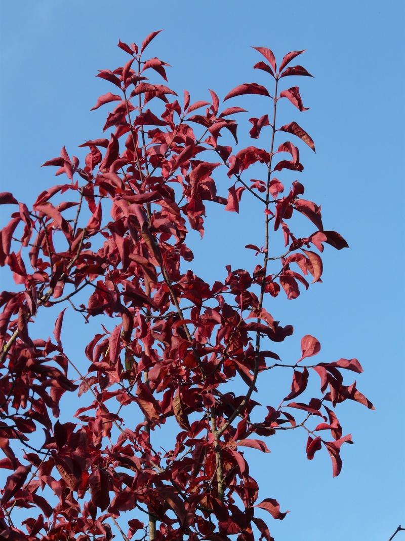 leaves, red, tree, branch, sky, east asian cherry, outdoors, no people, sunlight, leaf, growth, beauty in nature, coloring, clear sky, oriental cherry