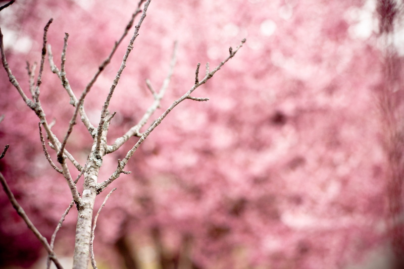 tree, branch, plant, outdoors, flowering tree, selective focus, selective, hill cherry, springtime, day, branches, vulnerability, spring, twigs, gray, no people