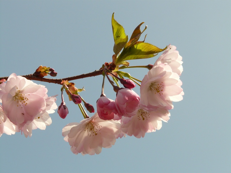 pink, plant, pink color, 2K, freshness, beauty in nature, flower head, close-up, fragility, flowering plant, japanese cherry, prunus serrulata, no people
