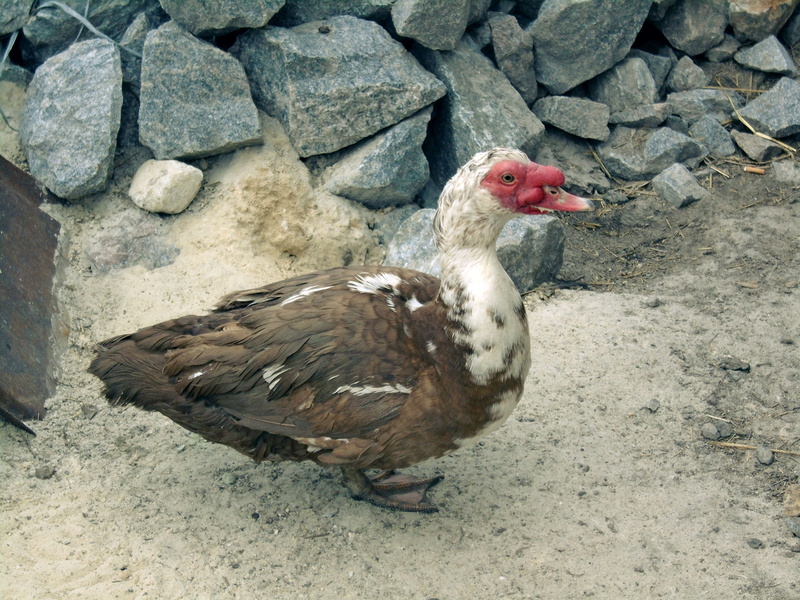 ukraine, stone, sand, field, red, land, nastashka, spring, rock - object, animal themes, animal wildlife, full length, duck, ground, brown, metal, day