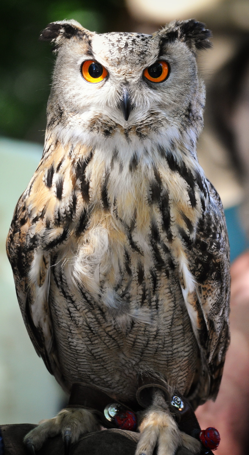medieval market, bird of prey, yellow eyes, gray, falconry, perching, close-up, focus on foreground, tree, no people, middle ages, 4K, branch, fly, portrait