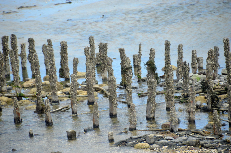 wave, wooden post, high angle view, plant, sea sleeve, sand, berck, bay of authie, succulent plant, growth, beauty in nature, hauts de france, tranquility