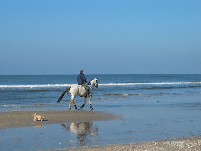 rider, horizon over water, animal, sand water, one animal, 1080P, wave, nature, full length, canine, branding, sea, animal themes, horse, mammal, pets