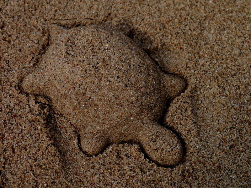 vertebrate, 4K, dirt, no people, sea, full frame, one animal, animal body part, day, sand, animal, land, turtle, mud, animal wildlife, summer, textured