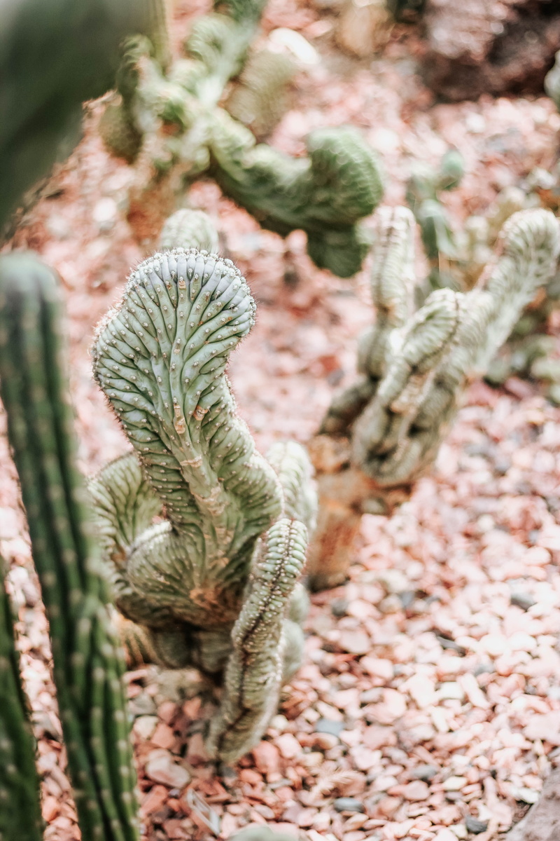 natural pattern, reptile, mold, water, snake, cactus, green color, indoors, still life, close-up, leaf, freshness, nature, plant part, ocean, sand, food