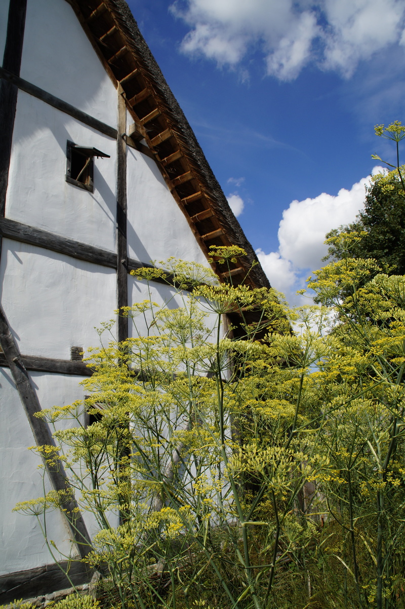 fennel, fachwerkhaus, reconstructed, nature, southern germany, medieval, plant, roof, building, spirituality, religion, greenhouse, architecture, knights castle