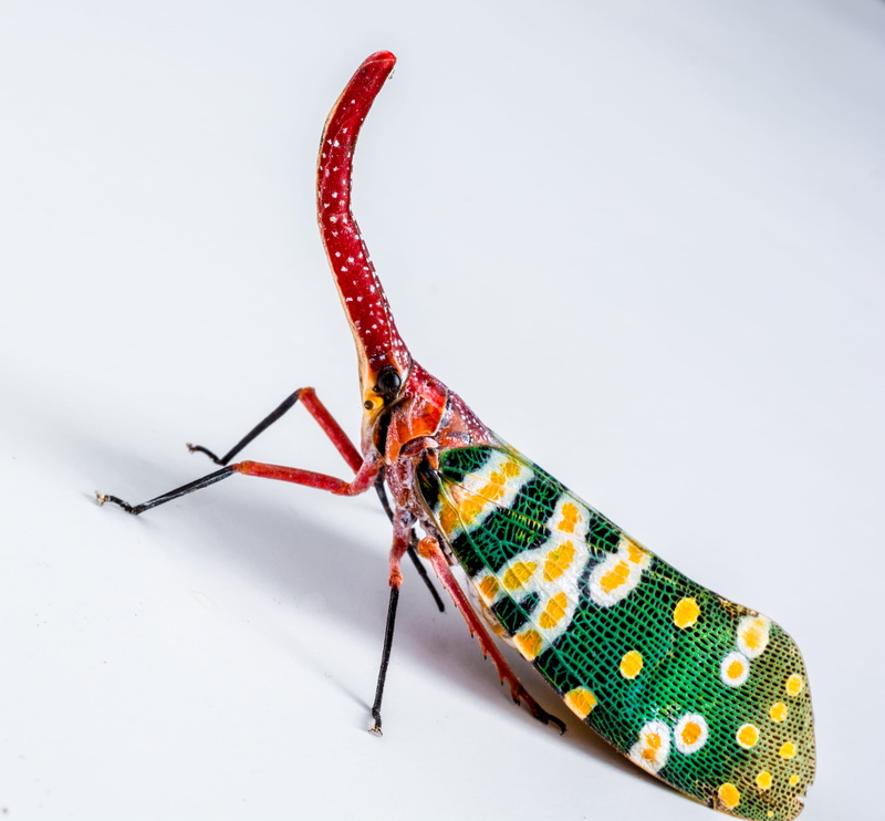 insect, close-up, indoors, studio shot, small animal, bill kerfe, one animal, distributed, green color, no people, hemiptera, lantern carrier like, long