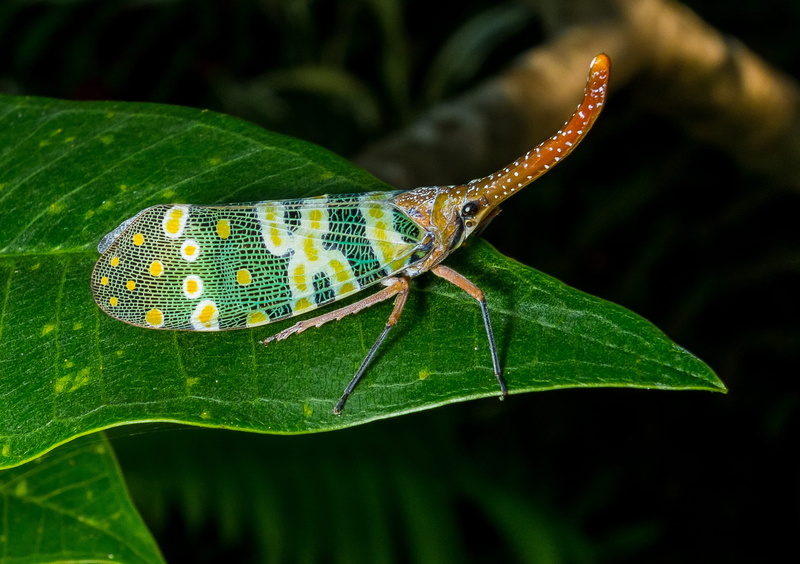 green color, close-up, hemiptera, animal, punktaugen, nature, bill kerfe, Canthigaster, proboscis, plant part, lantern makers cicada, exotic, growth, 2K