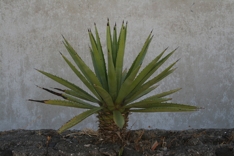 wall, leaf, succulent plant, 2K, palm leaf, nature, plant part, high angle view, growth, beauty in nature, tranquility, green color, outdoors, cactus