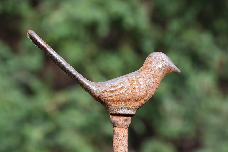 plant, 4K, Fence, field, focus on foreground, wrought iron, rusty, outdoors, metal, animal themes, brown, forged, sharp, old, nature, rusted, land, stainless