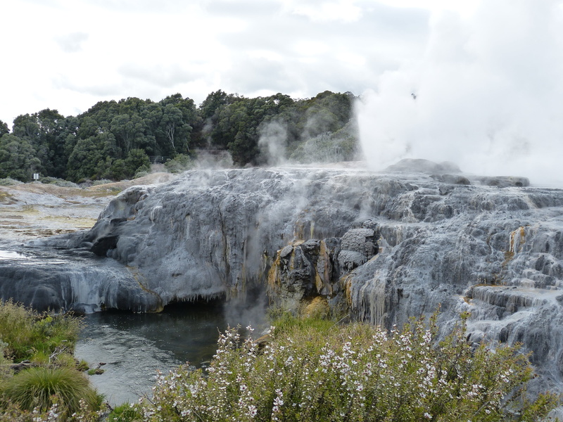 tranquil scene, north island, plant, rotorua, hot, fountain, new zealand, landscape, nature, steam, environment, power in nature, power, sky, day, outdoors