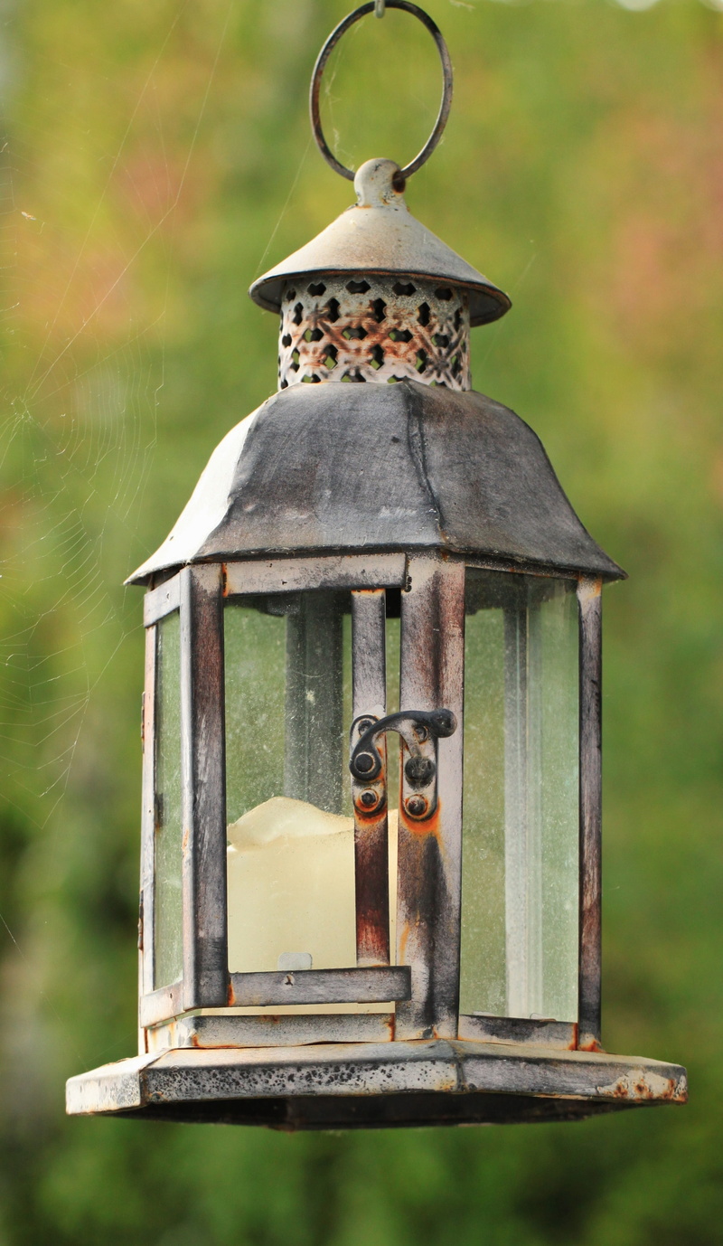 animal wildlife, animal themes, candlestick, no people, outdoors, hanging, nature, garden lamp, hanging lamp, lantern, light, inside, animals in the wild