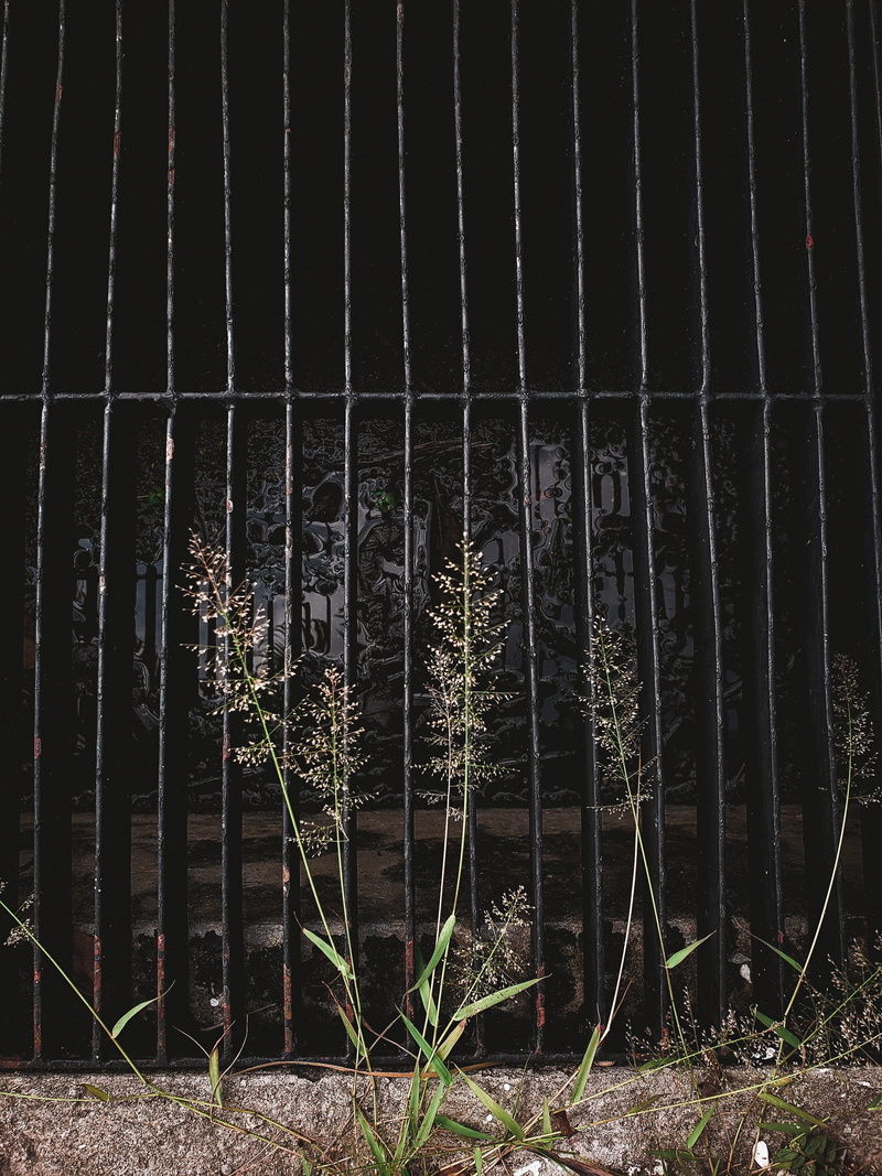 4K, architecture, light, blossom, barrier, fence, security, plant, window, no people, land, plan, metal, metal grate, pattern, handrail, banister, arbour