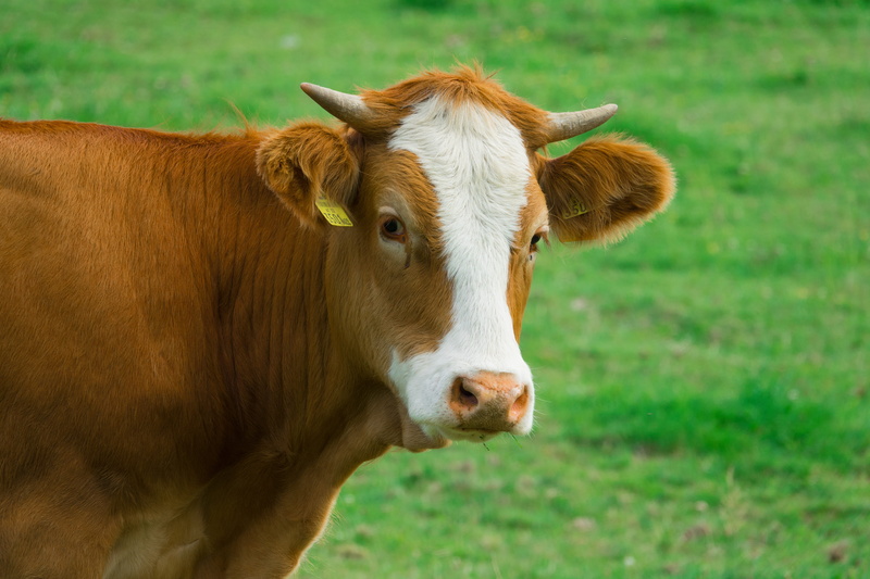 plant, domestic, livestock, milk cow, nature, pets, one animal, 5K, vertebrate, cow, horn, animal head, farm, agricultural, ruminant, domestic animals