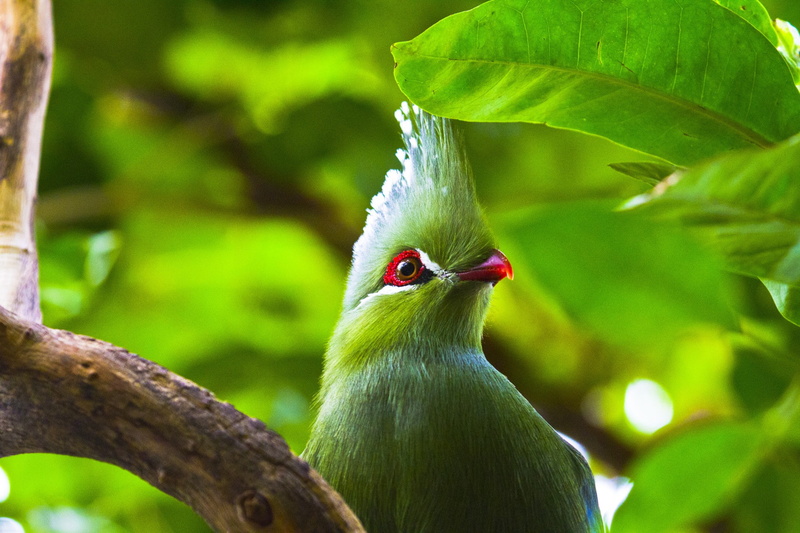 plant, animal, Turaco, nature, perching, bird, plant part, no people, one animal, focus on foreground, animal wildlife, growth, animals in the wild, tree