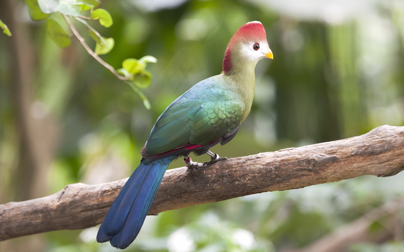 Red-crested Turaco, bird, 1080P, nature
