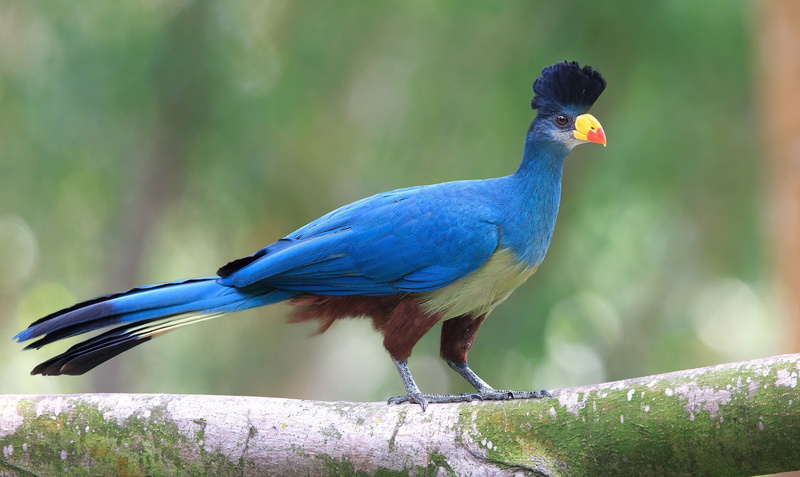 Birds, 1080P, Turaco