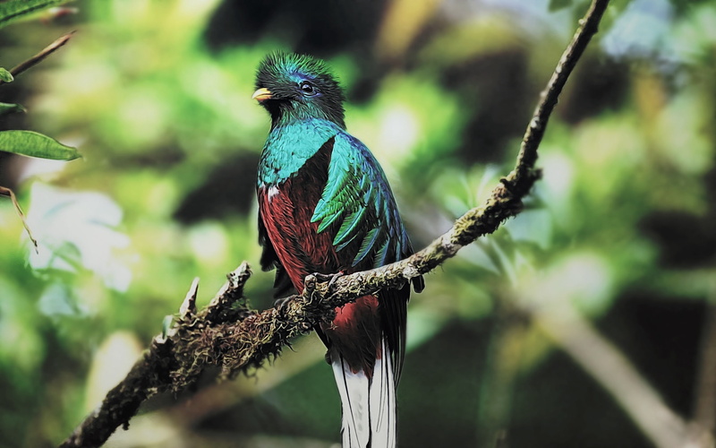 sit, bird, branch, color, 2K, quetzal