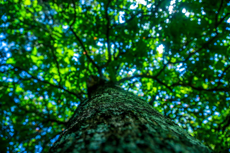 foliage, textured, no people, land, bark, directly below, lush foliage, beauty in nature, tree canopy, day, kaliti, tree trunk, outdoors, forest, low angle view