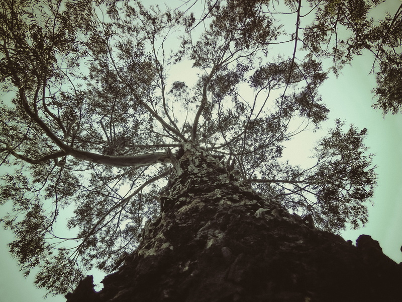 nature, day, addis ababa, sky, scenics - nature, tranquility, forest, outdoors, silhouette, trunk, low angle view, 4K, tree, tree canopy, branch, growth