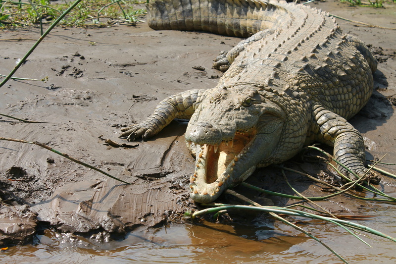 one animal, lake, ethiopia, animal wildlife, 4K, lakeshore, animal themes, nile, mouth open, animals in the wild, gray, vertebrate, no people, water, crocodile