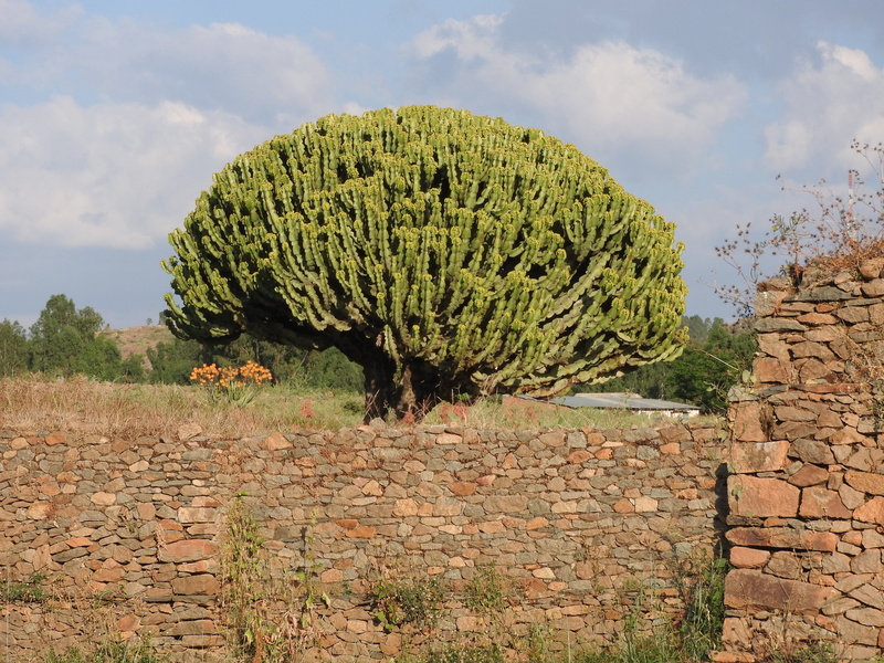 4K, environment, cloud - sky, tranquil scene, landscape, no people, Axum, Tree, beauty in nature, scenics - nature, outdoors, green color, nature, stone wall
