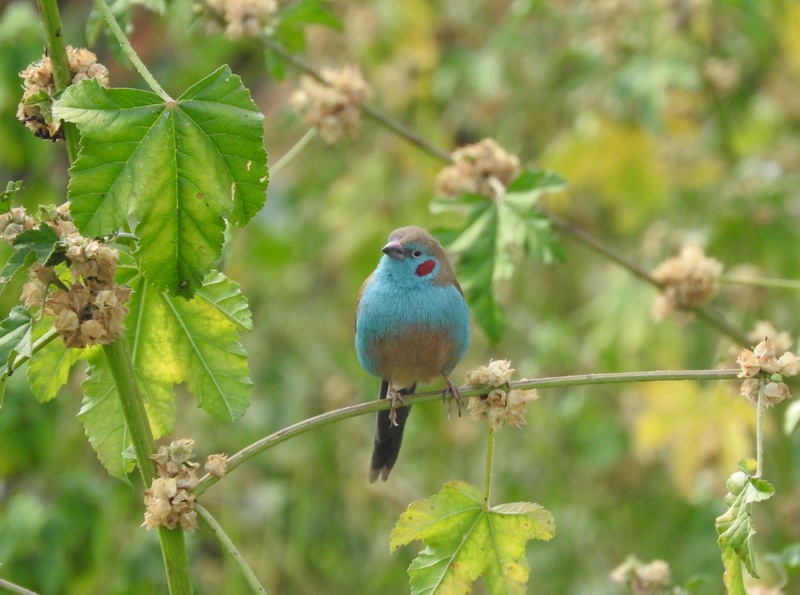 one animal, green color, 2K, plant part, outdoors, perching, no people, day, animals in the wild, animal, beauty in nature, plant, vertebrate, blue, nature
