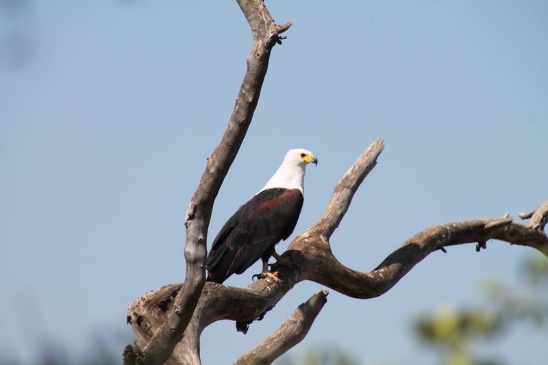 clear sky, ethiopia, 4K, bird show, vertebrate, animal, bird, day, one animal, copy space, nature, bishangari fisherman, animal themes, animal wildlife